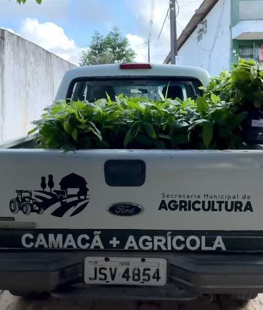 Camacã: Prefeitura chega a marca de 35 mil mudas de Cacau distribuídas para pequenos agricultores
